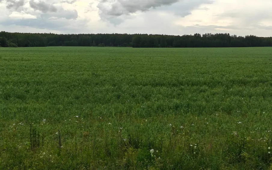 Посевная кампания в Нижегородской области завершена